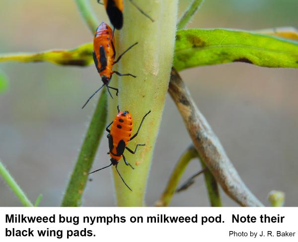 Older milkweed bug nymphs 